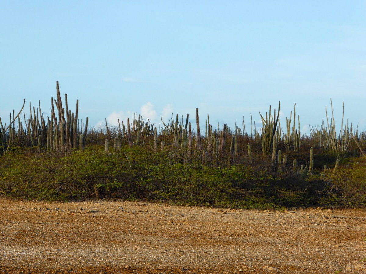 Bonaire, Sint Eustatius and Saba travel landscape