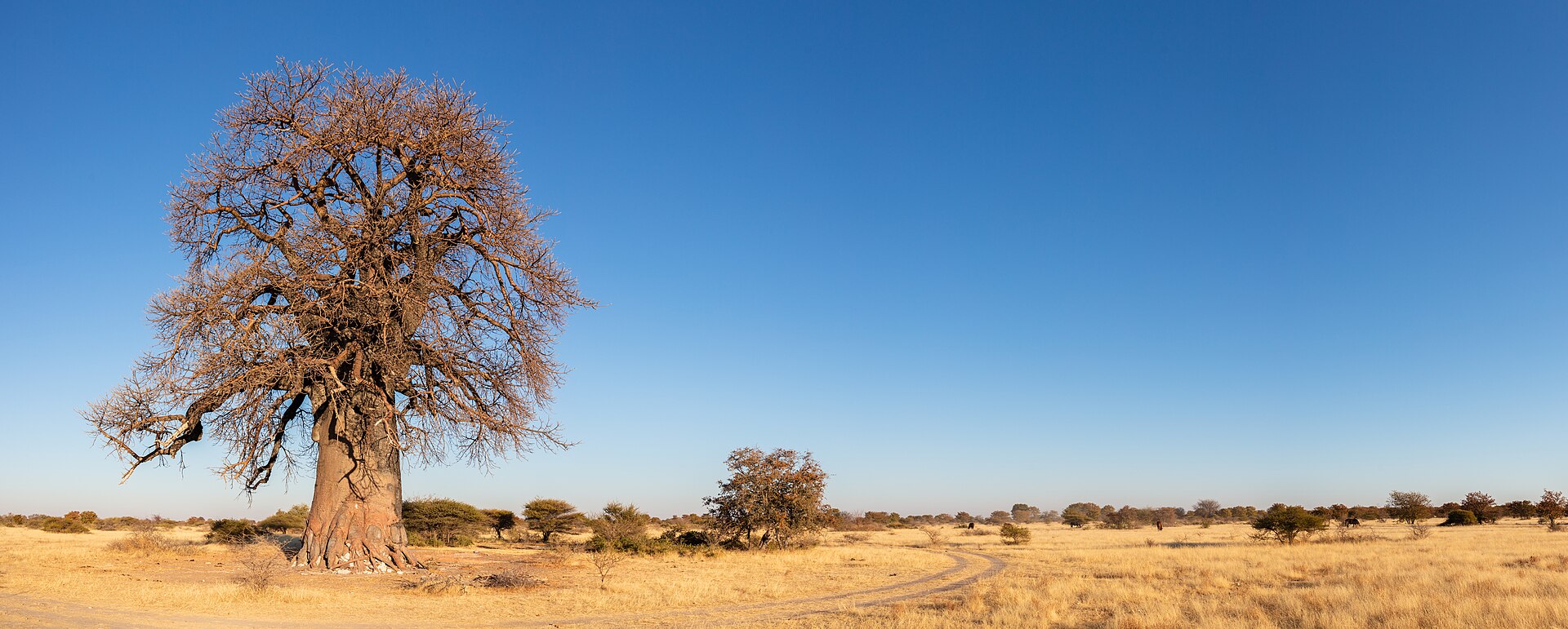 Botswana travel landscape